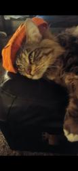 Lost Male Cat last seen Bona and fruitvale , Oakland, CA 94602