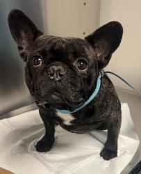 Shelter Stray Male Dog last seen S Marks Ave & W Floral Ave, Fresno Zone Fresno CO 2 93706, CA, 1510 W Dan Ronquillo Dr, Fresno, CA 93706, USA