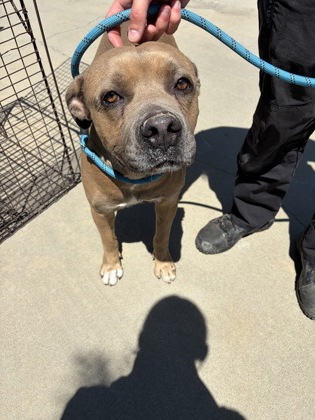 Shelter Stray Male Dog last seen S Englehart Ave & E Dinuba Ave, Reedley Zone Fresno CO 4 93654, CA, 1510 W Dan Ronquillo Dr, Fresno, CA 93706, USA