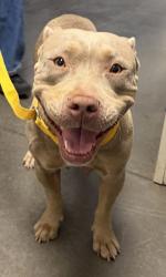 Shelter Stray Female Dog last seen S Fairbanks Ave & E Central Ave, Sanger Zone Fresno CO 4 93657, CA, 1510 W Dan Ronquillo Dr, Fresno, CA 93706, USA