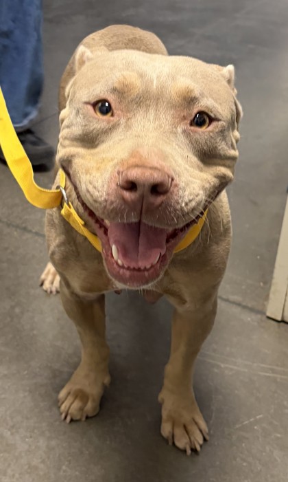 Shelter Stray Female Dog last seen S Fairbanks Ave & E Central Ave, Sanger Zone Fresno CO 4 93657, CA, 1510 W Dan Ronquillo Dr, Fresno, CA 93706, USA