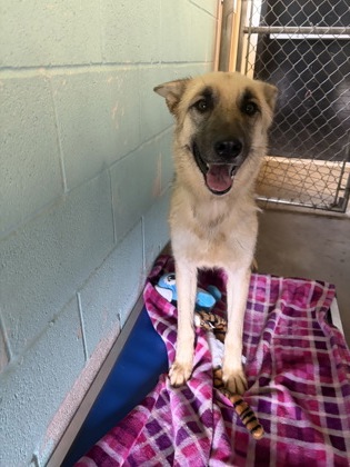Shelter Stray Female Dog last seen Sparks, City of Alvarado, TX, 602 S Pkwy Dr, Alvarado, TX 76009, USA
