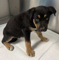 Shelter Stray Male Dog last seen S Fairbanks Ave & E Central Ave, Sanger Zone Fresno CO 4 93657, CA, 1510 W Dan Ronquillo Dr, Fresno, CA 93706, USA
