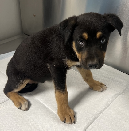 Shelter Stray Male Dog last seen S Fairbanks Ave & E Central Ave, Sanger Zone Fresno CO 4 93657, CA, 1510 W Dan Ronquillo Dr, Fresno, CA 93706, USA