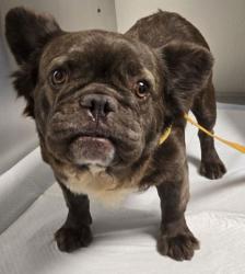 Shelter Stray Female Dog last seen E Ashlan Ave & Clovis Ave, Fresno Zone Fresno CO 2 93727, CA, 1510 W Dan Ronquillo Dr, Fresno, CA 93706, USA