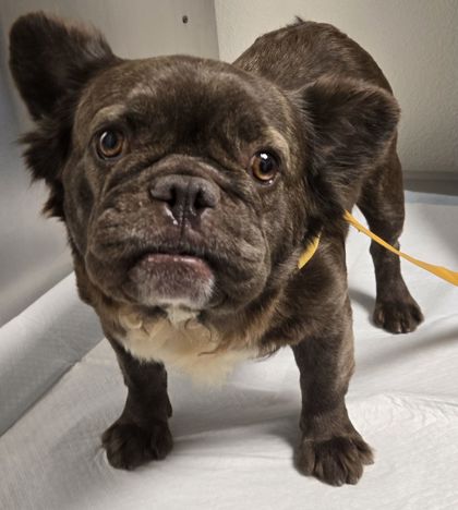 Shelter Stray Female Dog last seen E Ashlan Ave & Clovis Ave, Fresno Zone Fresno CO 2 93727, CA, 1510 W Dan Ronquillo Dr, Fresno, CA 93706, USA