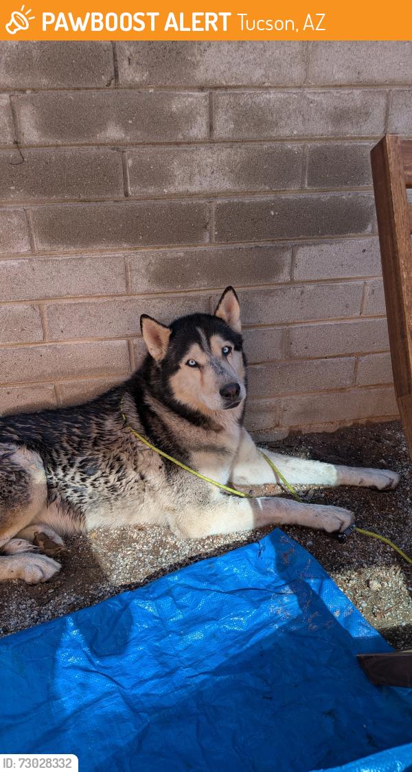 Found/Stray Male Dog last seen 6th St between Belvedere and Columbus , Tucson, AZ 85711