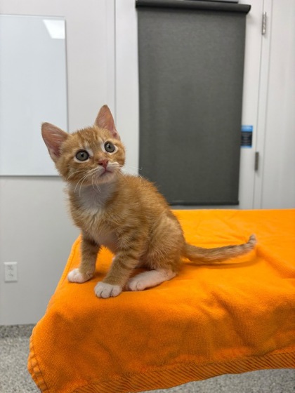 Shelter Stray Female Cat last seen E 24th St and Denver Ave, 64127, MO, 7077 Elmwood Ave, Kansas City, MO 64132, USA