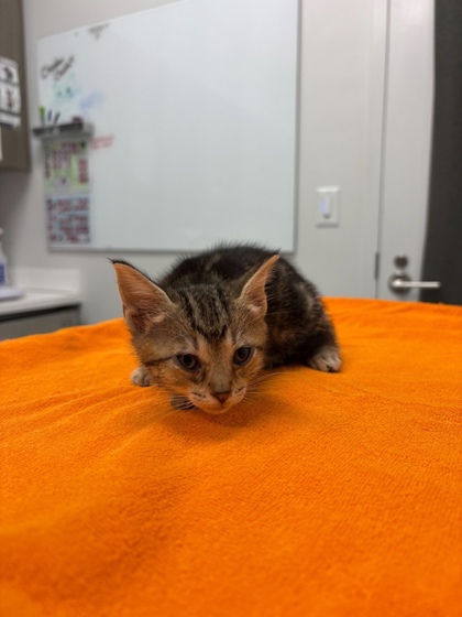 Shelter Stray Female Cat last seen Near Elmwood AveKansas City, MO 64132, 64132, , 7077 Elmwood Ave, Kansas City, MO 64132, USA