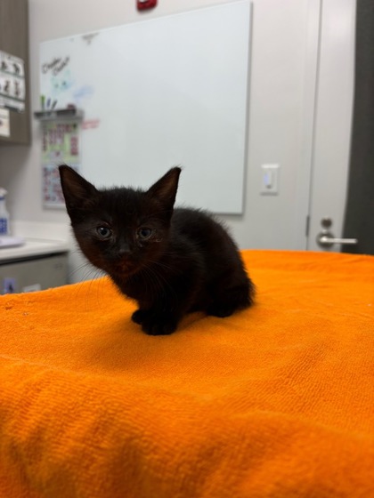Shelter Stray Female Cat last seen Near Elmwood AveKansas City, MO 64132, 64132, , 7077 Elmwood Ave, Kansas City, MO 64132, USA