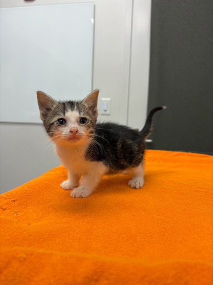 Shelter Stray Male Cat last seen Near Elmwood AveKansas City, MO 64132, 64132, , 7077 Elmwood Ave, Kansas City, MO 64132, USA