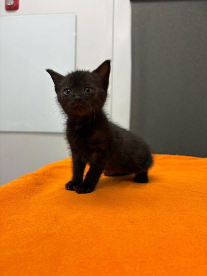 Shelter Stray Female Cat last seen Near Elmwood AveKansas City, MO 64132, 64132, , 7077 Elmwood Ave, Kansas City, MO 64132, USA