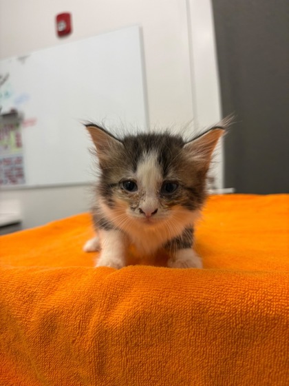 Shelter Stray Female Cat last seen Near Elmwood AveKansas City, MO 64132, 64132, , 7077 Elmwood Ave, Kansas City, MO 64132, USA