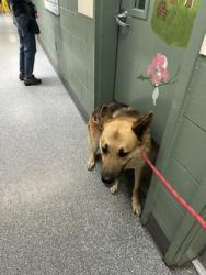 Shelter Stray Male Dog last seen , , CA, 1101 29th Ave, Oakland, CA 94601, USA