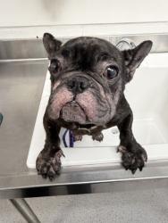 Shelter Stray Female Dog last seen 99th ave and Sunnyside St area, Oakland, , 1101 29th Ave, Oakland, CA 94601, USA