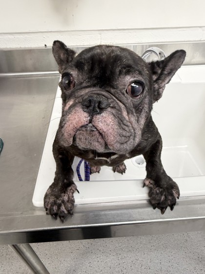 Shelter Stray Female Dog last seen 99th ave and Sunnyside St area, Oakland, , 1101 29th Ave, Oakland, CA 94601, USA
