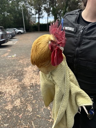 Shelter Stray Male Chicken last seen , , CA, 1101 29th Ave, Oakland, CA 94601, USA