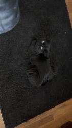 Reunited Male Cat last seen Iowa and patton, Denver, CO 80219