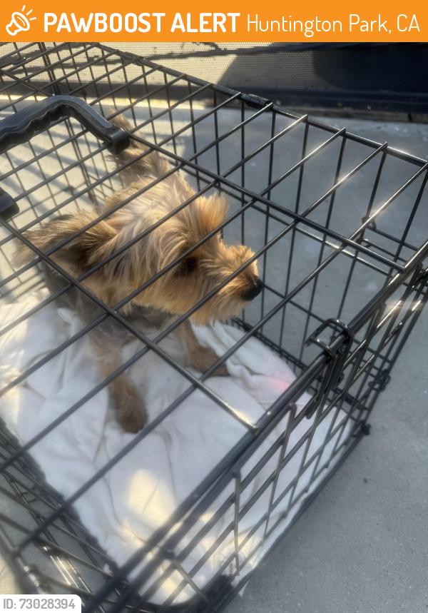 Found/Stray Unknown Dog last seen Plaska Ave., Huntington Park, CA 90255