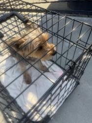 Found/Stray Unknown Dog last seen Plaska Ave., Huntington Park, CA 90255