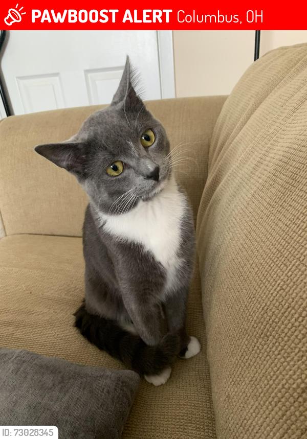 Lost Male Cat last seen Appian Way, Columbus, OH 43230
