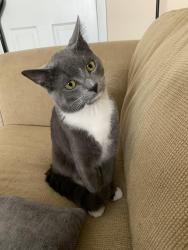 Lost Male Cat last seen Appian Way, Columbus, OH 43230