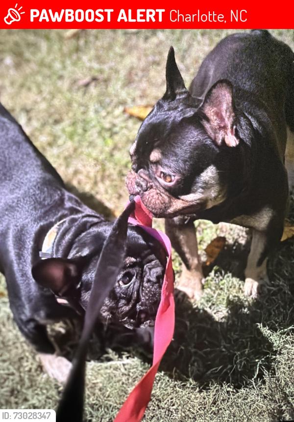 Lost Unknown Dog last seen Near trousdale dr, Charlotte no 28212, Charlotte, NC 28212