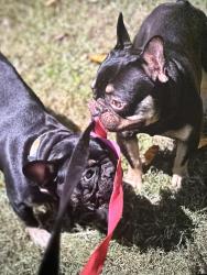 Lost Unknown Dog last seen Near trousdale dr, Charlotte no 28212, Charlotte, NC 28212
