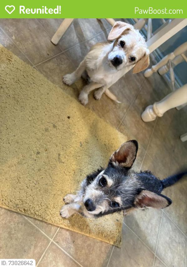 Reunited Unknown Dog last seen West 4th ave & Escondido Blvd, Escondido, CA 92025