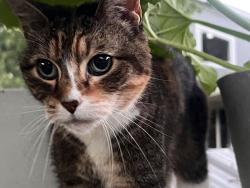Found/Stray Female Cat last seen Cliff and lexington, Eagan, MN 55123
