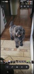 Lost Female Dog last seen Corner of Johnson and Magnolia Street, Philadelphia, PA 19144