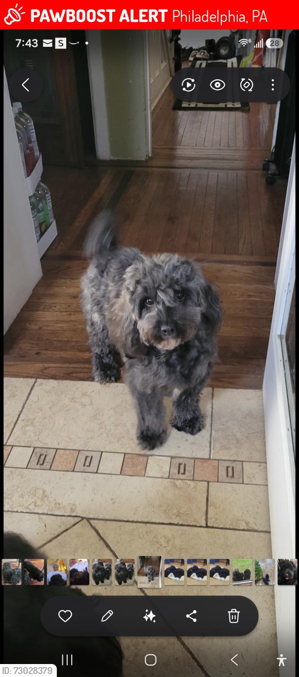 Lost Female Dog last seen Corner of Johnson and Magnolia Street, Philadelphia, PA 19144