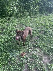 Found/Stray Unknown Dog last seen Inspiration and arrowhead drive, San Antonio, TX 78228