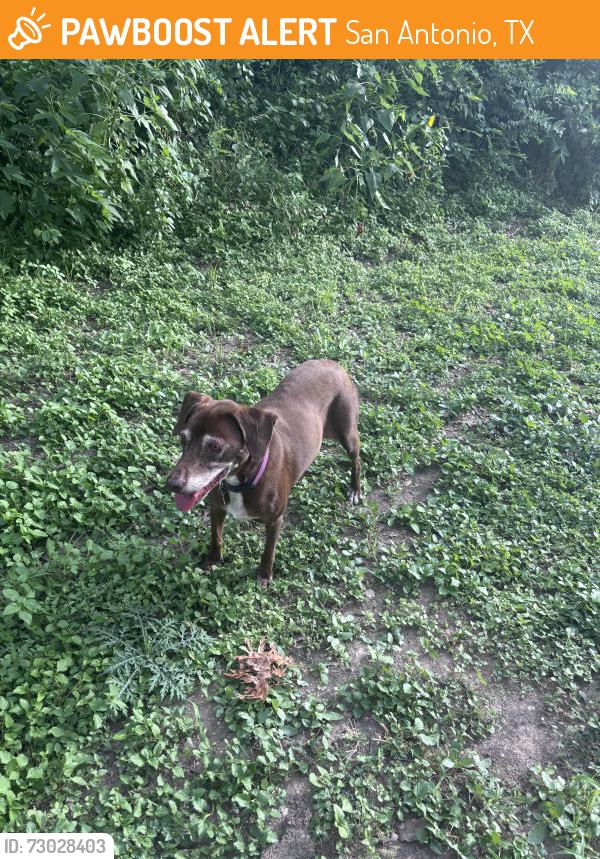 Found/Stray Unknown Dog last seen Inspiration and arrowhead drive, San Antonio, TX 78228