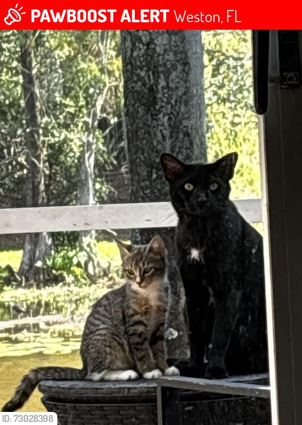 Lost Female Cat last seen Near Veracruz lane, Weston, FL 33327