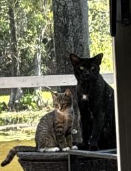 Lost Female Cat last seen Near Veracruz lane, Weston, FL 33327
