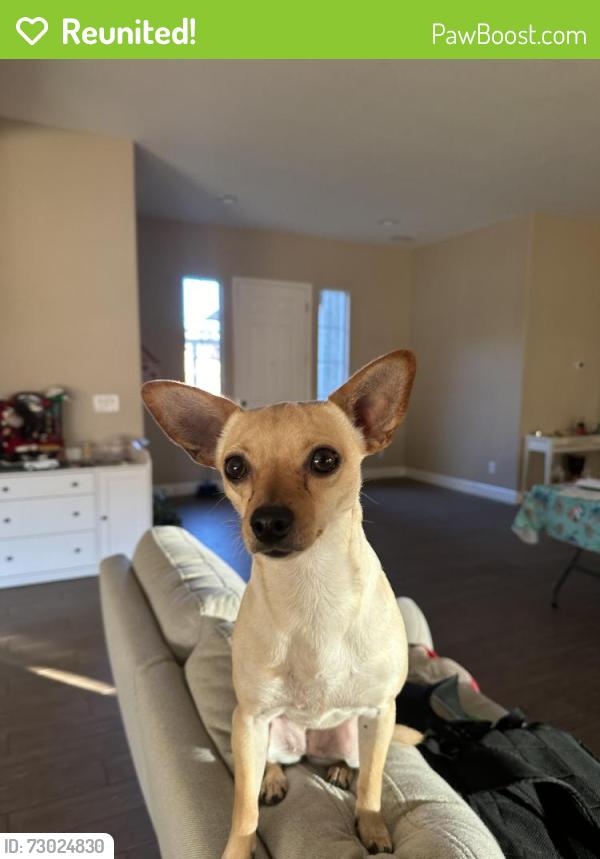 Reunited Female Dog last seen U-Haul , Oakland, CA 94601