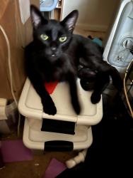 Lost Male Cat last seen Center st by jersey mikes, Westminster, MD 21157