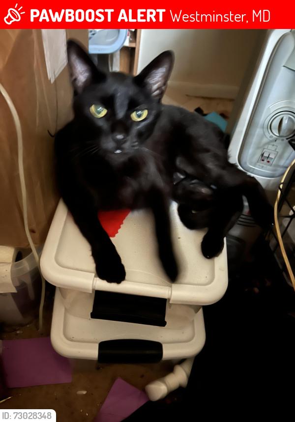 Lost Male Cat last seen Center st by jersey mikes, Westminster, MD 21157
