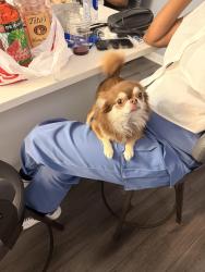 Lost Male Dog last seen Hayes Park, Chicago, IL 60652