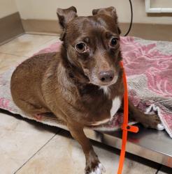 Shelter Stray Female Dog last seen SE Evans Ave & SE Pelton Ave, TROUTDALE, OR, 97060, 1700 W Historic Columbia River Hwy, Troutdale, OR 97060, USA