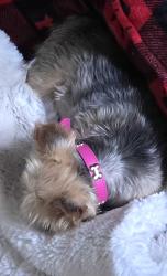 Lost Female Dog last seen Stillman & Archer, Stonington, CT 06379
