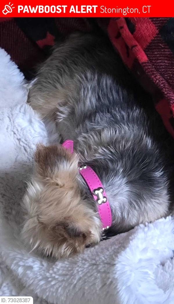 Lost Female Dog last seen Stillman & Archer, Stonington, CT 06379