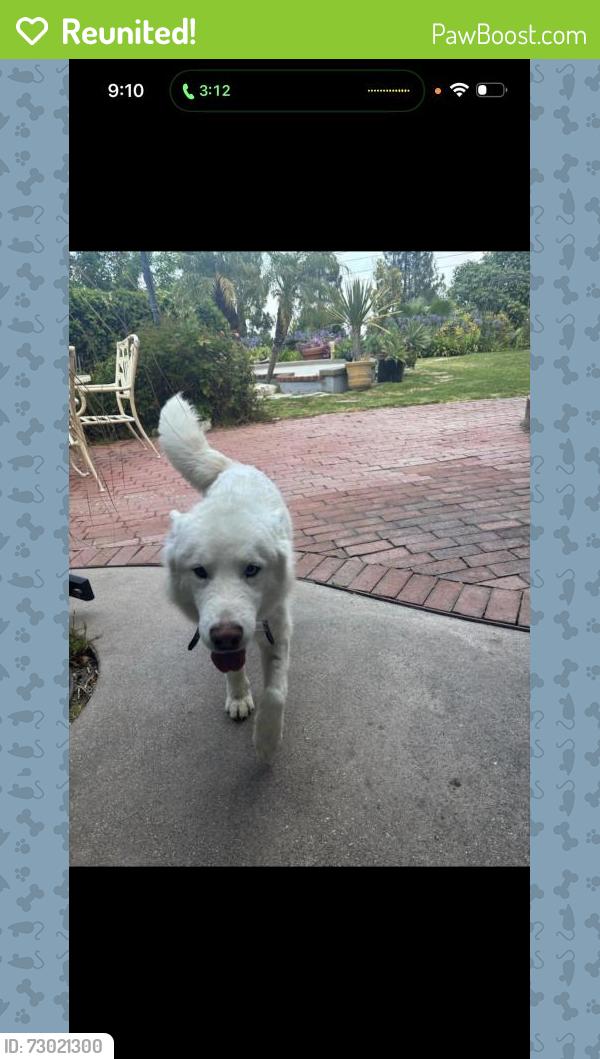 Reunited Male Dog last seen Palos Verdes Dr N, Rolling Hills ests, CA, USA, Rolling Hills Estates, CA 90274