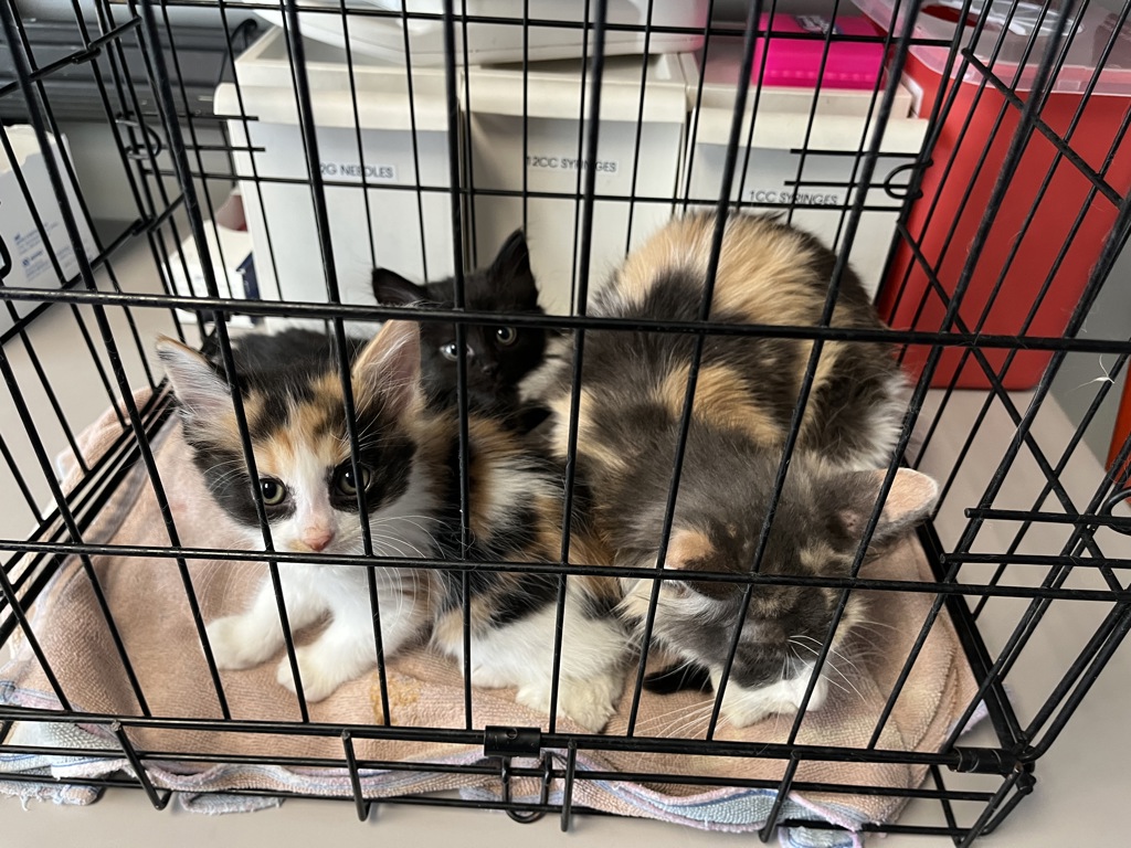 Shelter Stray Female Cat last seen near big bear park, turned into VCA cottonwood., White City Township, UT, 84094, 511 W 3900 S, Salt Lake City, UT 84123, USA