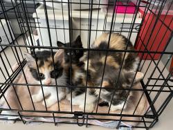 Shelter Stray Female Cat last seen near big bear park, turned into VCA cottonwood., White City Township, UT, 84094, 511 W 3900 S, Salt Lake City, UT 84123, USA