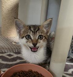 Shelter Stray Female Cat last seen Kurnitz St, San Diego, CA, 92110, 5500 Gaines St, San Diego, CA 92110, USA