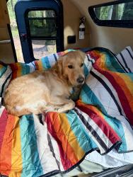 Reunited Male Dog last seen 41st and California , Seattle, WA 98136