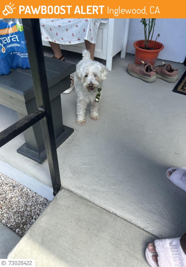 Found/Stray Female Dog last seen edward vincent park, Inglewood, CA 90302