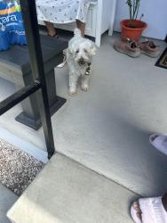 Found/Stray Female Dog last seen edward vincent park, Inglewood, CA 90302